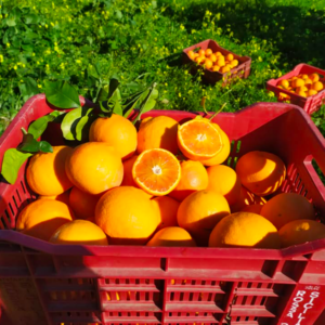 Tarocco Blood Oranges
